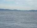 Killer Whales