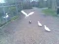 Bird Attack