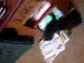 kitys kitys