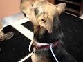 8-20-07 UGENT NO TIME Young GSD STARVED OWNER SURRENDER F 8-20-07 UGENT NO TIME Young GSD STARVED OWNER SURRENDER F