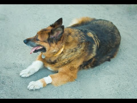 how to cure arthritis in dogs