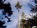 tree surgeon