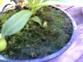 Droseras, dionaeas, nepenthes, sarracenias,