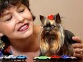 The Smallest Dog In The World