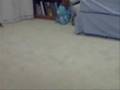 What happens when you give my dog sugar? This happens.