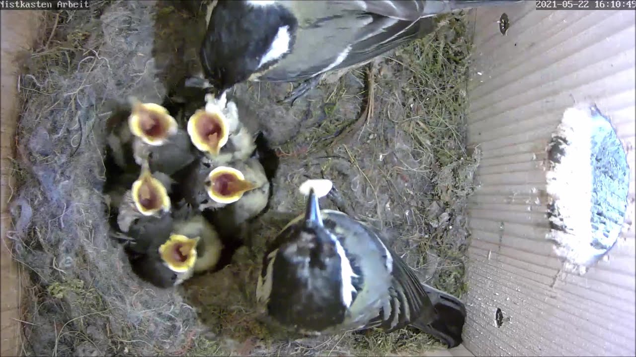 Streit um Kotbeutel & Ansicht von Außen | Tag 15 | 22.05.2021