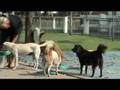Care for Dogs - Feeding at Wat Vivek