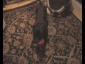 videos de fatboy.wmv
