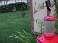 Hummingbird close up on feeder 1 Hummingbird close up on feeder 1