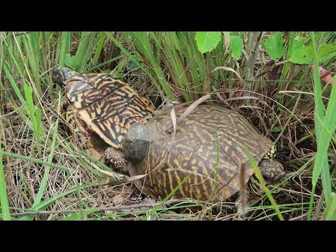 YouTube reptile video