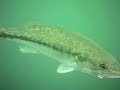 Norris Lake Diving Norris Lake Diving