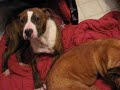 Chance & Honey first meet Chance & Honey first meet