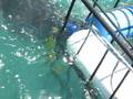 videos de Rudy doet sharkcagedive