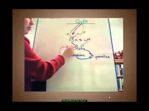 lutenizing hormone - This short tutorial for A&P students describes the anterior pituitary hormones effect on testis tissue in the human male. It includes a diagram of the hormon...
