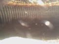 My Triops My Triops