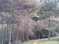 canopy 2