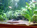 Affordable Aquarium and fish tank cleaning and maintenance in London