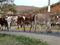 Carro de boi ( Festa do Pe�o em Piquete - 2007)