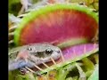Pianta Carnivora