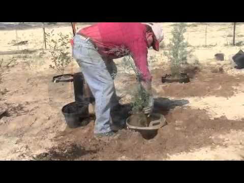 how to replant a christmas tree without roots