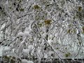 Fiorenzuola - I vialetti a Novembre, un anno dopo