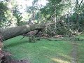 Huge Tree Uprooted by Storm Huge Tree Uprooted by Storm