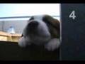 St. Bernard Puppies @ 4 Weeks
