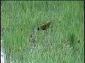 JA�AN� Jacana-jacana