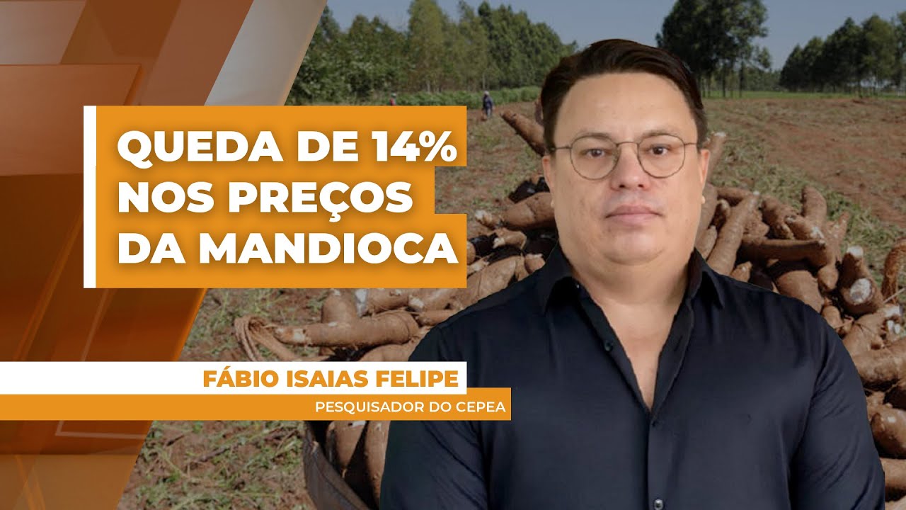 Queda de 14% nos preços do mercado da mandioca por desajuste entre oferta e demanda