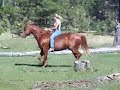 supergentlehorses.com - Gilbert, AZ \"MOJO\" supergentlehorses.com - Gilbert, AZ \"MOJO\"