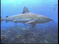 Galapagos - Diving with hammerheads and sealions Galapagos - Diving with hammerheads and sealions
