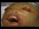 ni�o extraterrestre