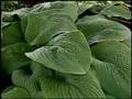 Virginia Farm Bureau - In the Garden - Shade plants