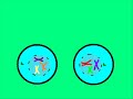 Meiosis