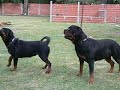 ROTTWEILER ARGENTINA FAUSTO VOM HAUSE EDELSTEIN
