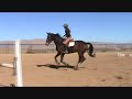 Lalique - aka Stella - Jumper Prospect