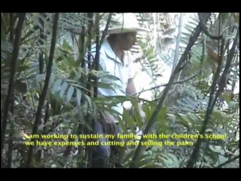 Organizaci&oacute;n Regional De Palmeros de La Sierra Madre De Chiapas