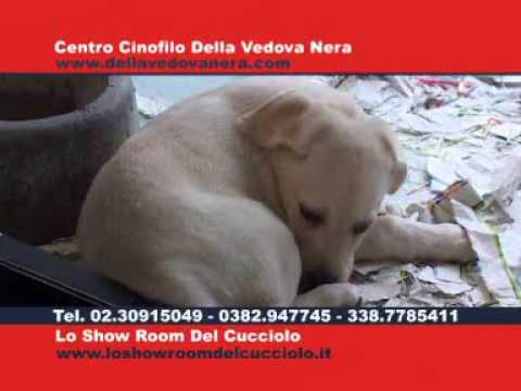 video centro cinofilo della vedova nera