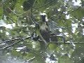 Common Bush-tanager