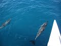 Dolphins Off of a Catamaran