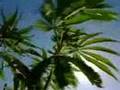 Tony Budden of 'Hemporium SA' - The Global Benefits of HEMP
