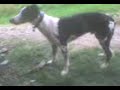 Preston the lurcher on a lakes walk Preston the lurcher on a lakes walk