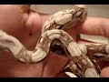Red Tail Boa Pastel Red Tail Boa Pastel