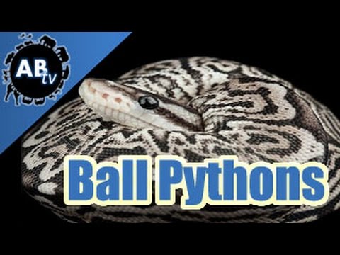 YouTube reptile video