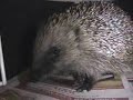Hedgy - Blyth Wildlife Rescue