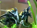 -Peixes: *5 Acará bandeiras,*2 Tetra Mato Grosso, *2 Boca de Fogo,*1 cascudo,*1 Jóia, *1 Kribensis, *1 limpa vidro*1 Casal de Colisa,*1 Geophagus. 