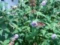 7/25/2008 Lindas Butterfly Bush !   892