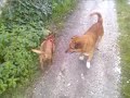 Lady pinscher nano con i suoi amici Lady pinscher nano con i suoi amici