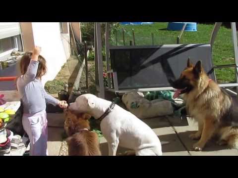dogue allemand