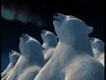 Polar Bears Polar Bears